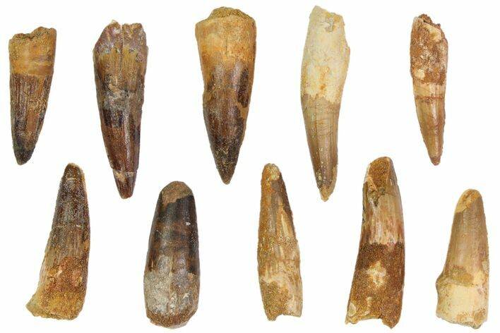 Lot: -, Bargain Spinosaurus Teeth - Pieces #82620